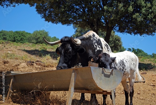 Cows at drinking trough, Spain © Arena Photo UK photo