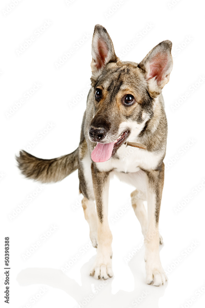 Mixed-breed dog standing in fron. isolated on white