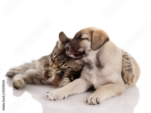 kitten embraces a puppy. isolated on white