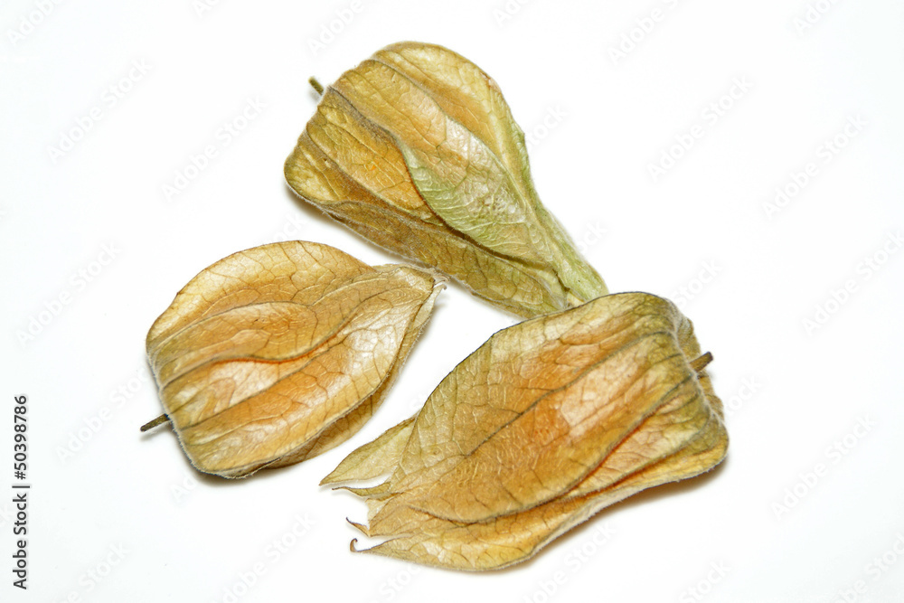 Drei Physalis Drei Physalis