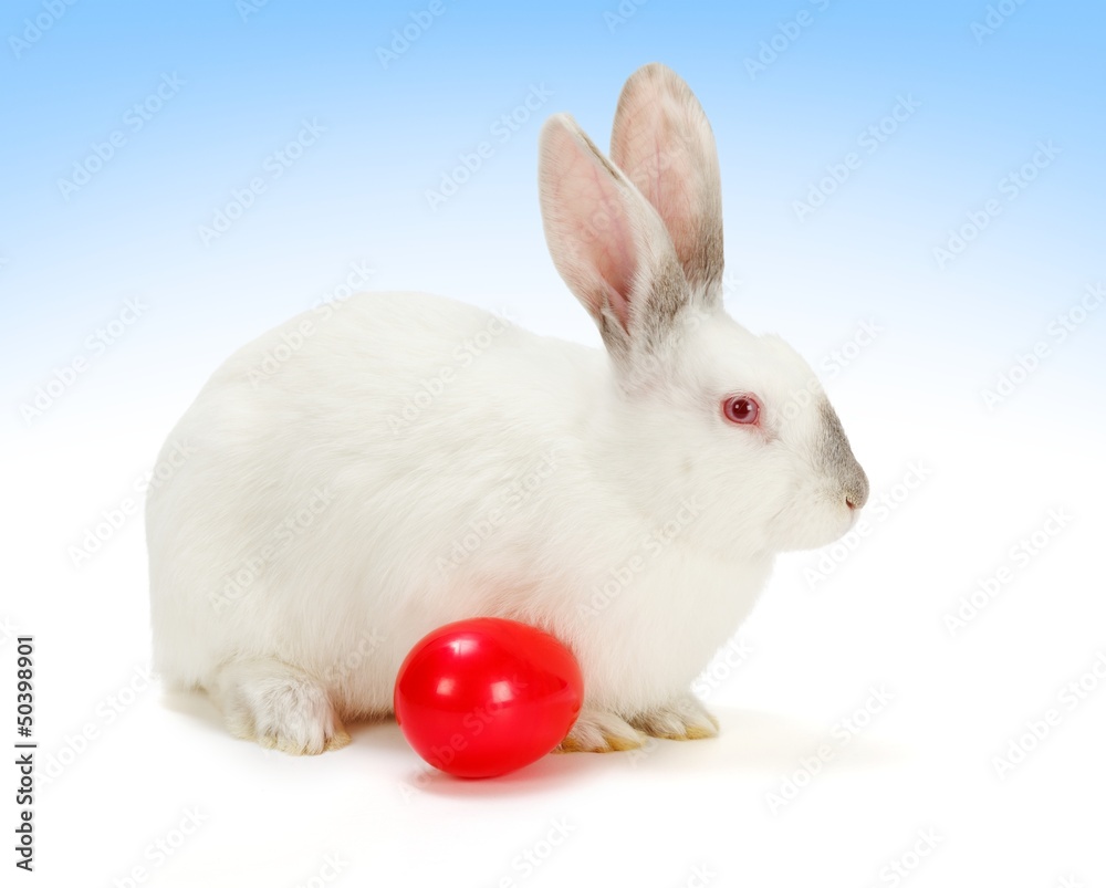Obraz premium White rabbit with red Easter egg