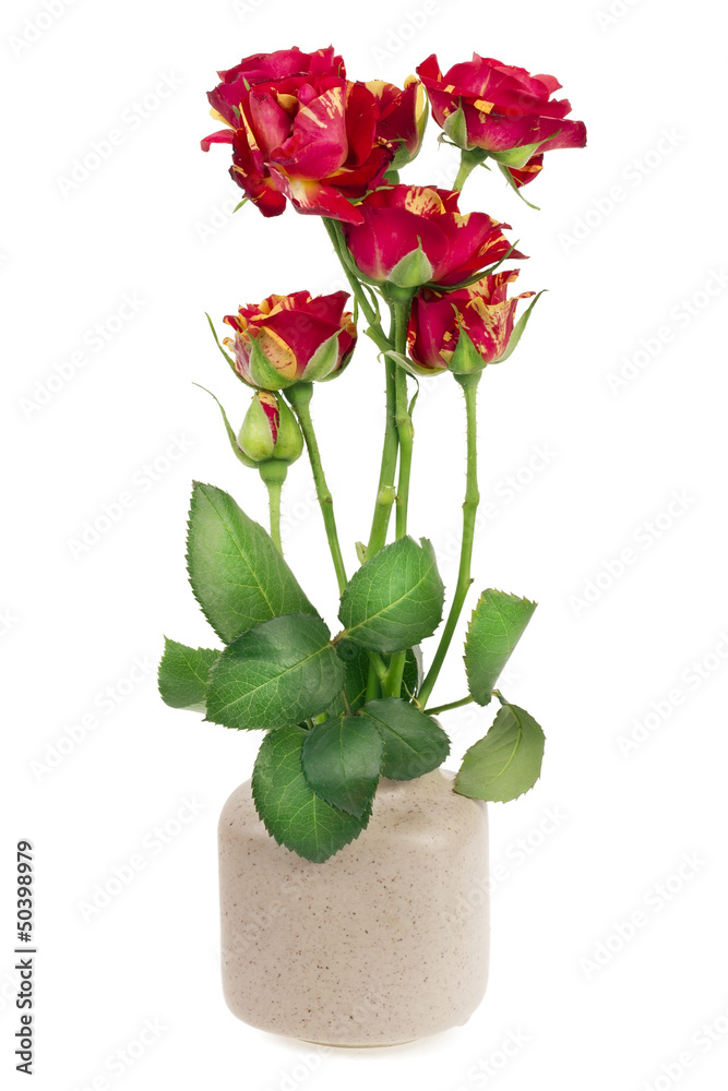 minimalistic bouquet - seven mini red roses minimalistic bouquet - seven mini red roses