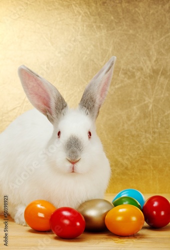 Bunny with Easter eggs © Szasz-Fabian Erika
