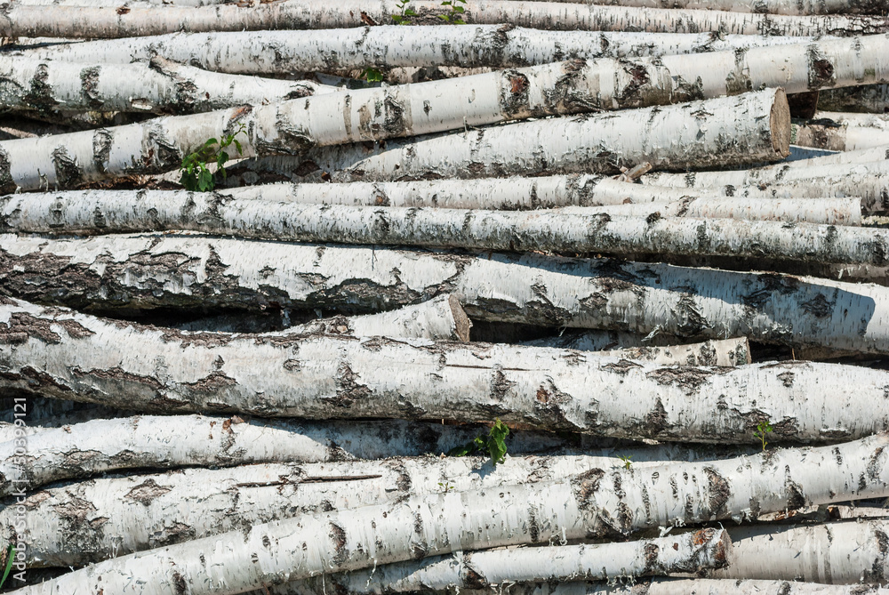 Fresh cutted birch logs.