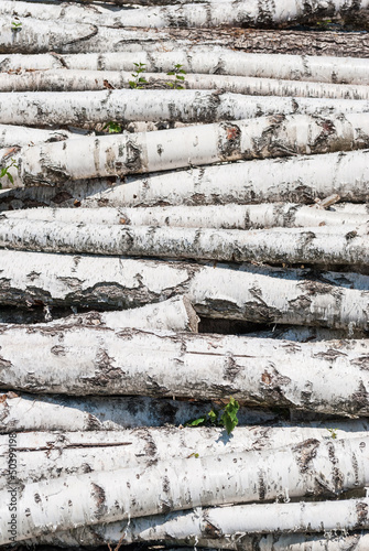 Fresh cutted birch logs.