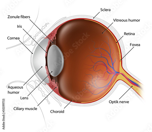 Foto Detailed human eye anatomy illustration showing cornea, retina, lens, optic nerve, and vitreous humor