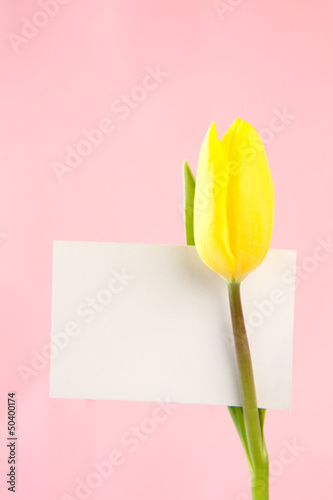 Fototapeta Naklejka Na Ścianę i Meble -  Yellow tulip with a blank white card on a pink background