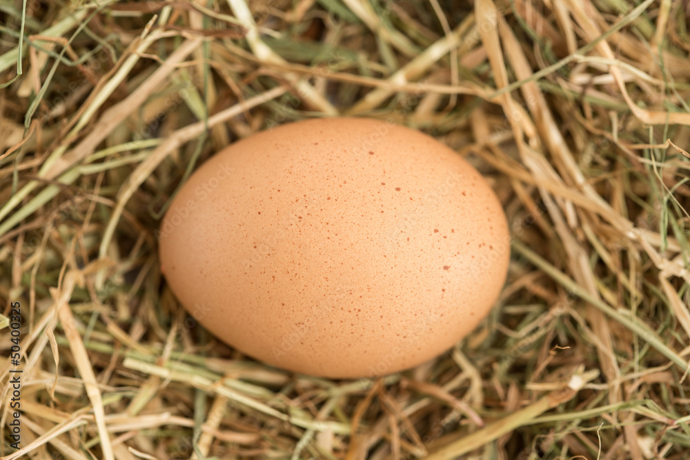 Egg nestled in the straw