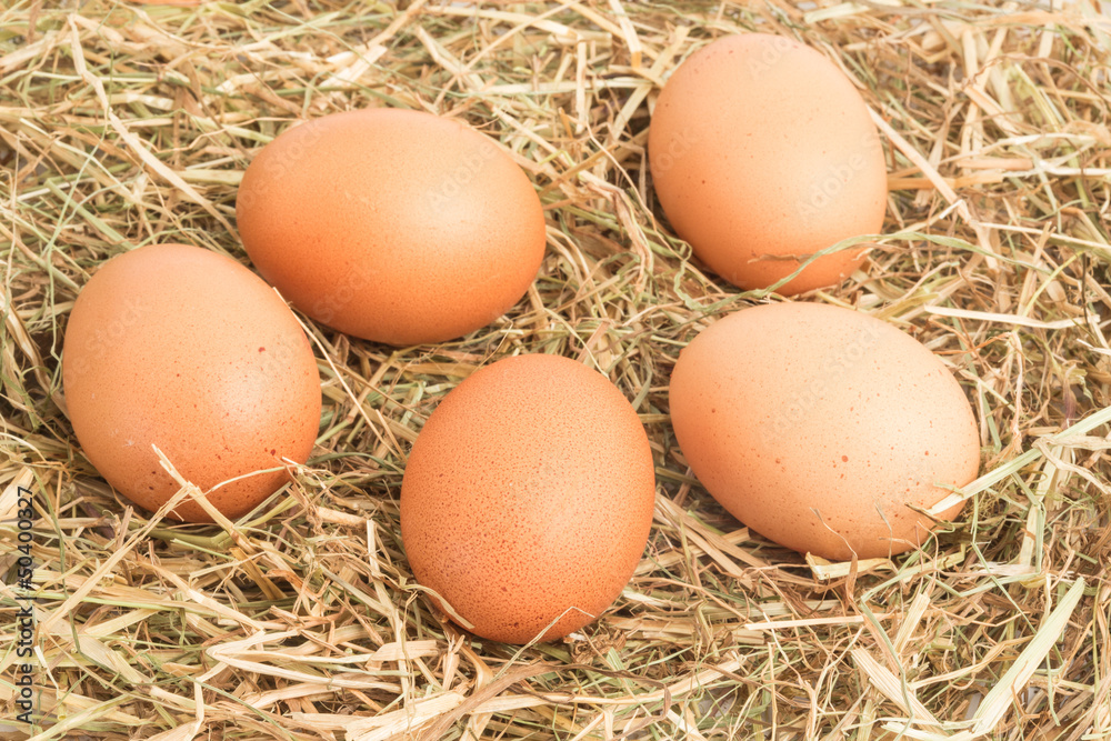 Five eggs nestled in straw Five eggs nestled in straw