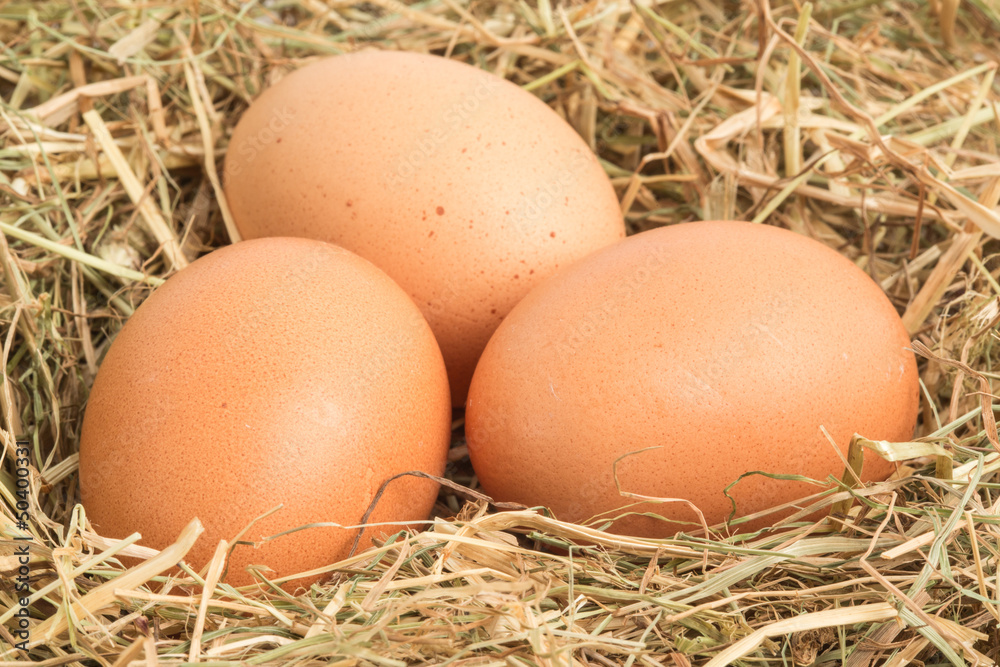Three eggs nestled in straw Three eggs nestled in straw