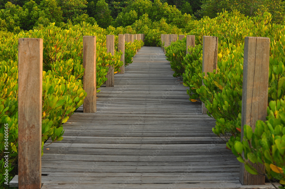 Nice view of walkway on mangroves forest in sunset time