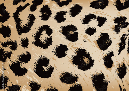 leopardo photo