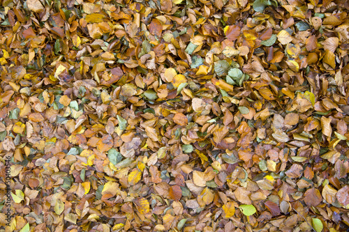 Carpet leaves