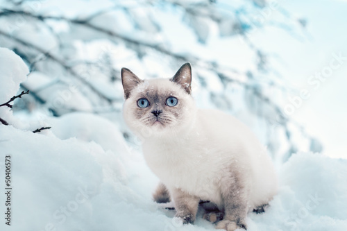 Cat sitting in the snow © vvvita