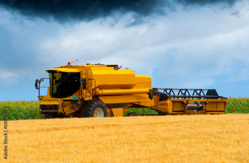 Modern combine harvesting wheat on sunny summer day Modern combine harvesting wheat on sunny summer day