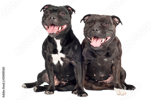Fototapeta Naklejka Na Ścianę i Meble -  two staffordshire bull terrier dogs