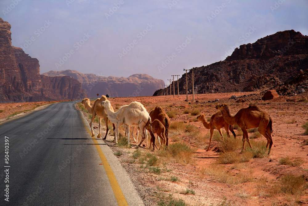 Camels joining a desert road