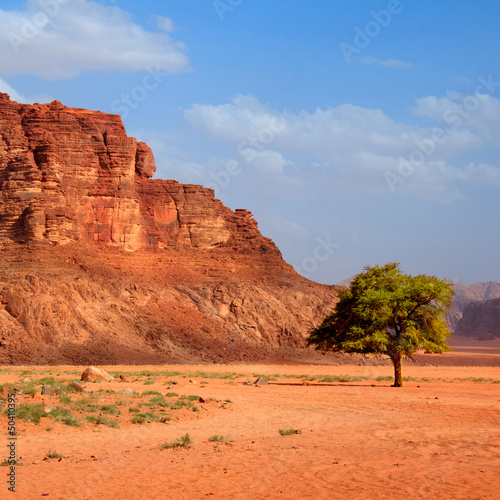 Tree in the desert - square