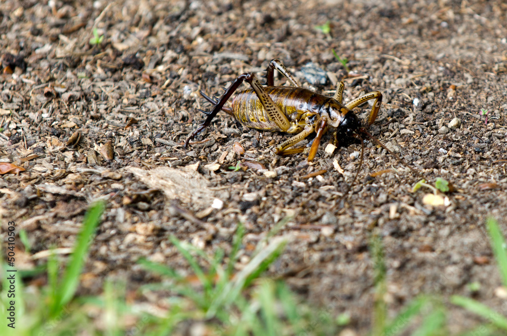 Fototapeta premium Weta nz insect