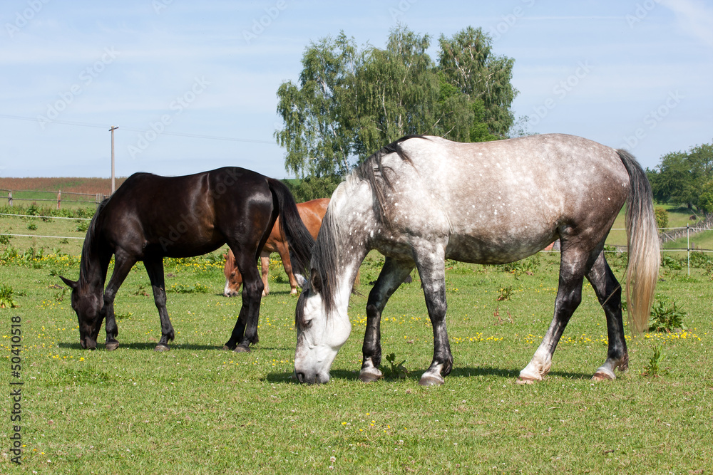 Horses in the meadow