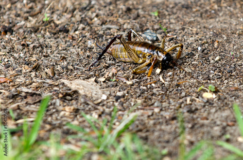 Weta nz insect