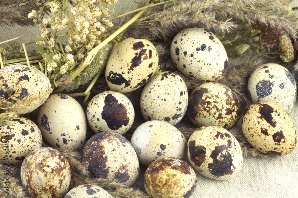 Still life with quail eggs with dry grass on brown fabric Still life with quail eggs with dry grass on brown fabric