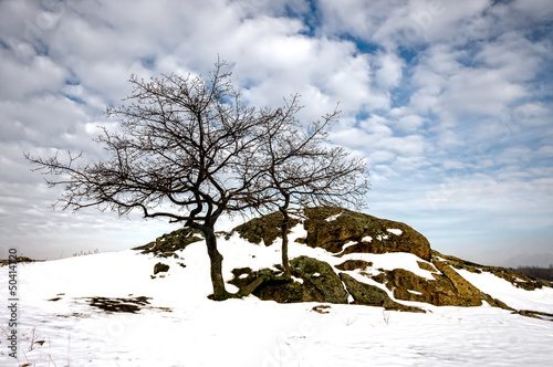 trees in winter season