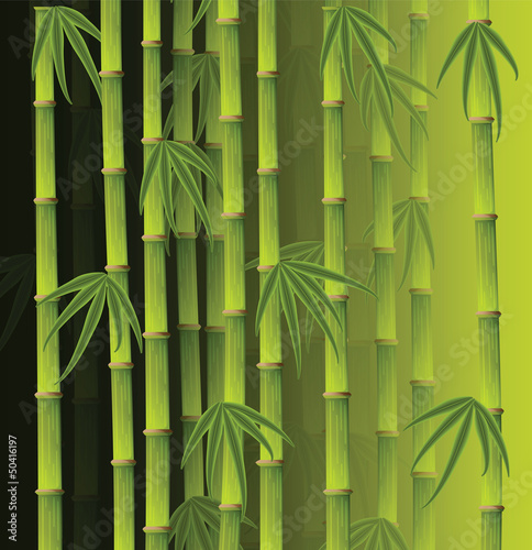 Bamboo forest