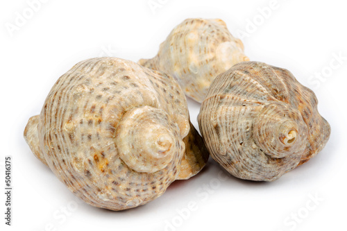 Three shells arranged into a triangle on a white background