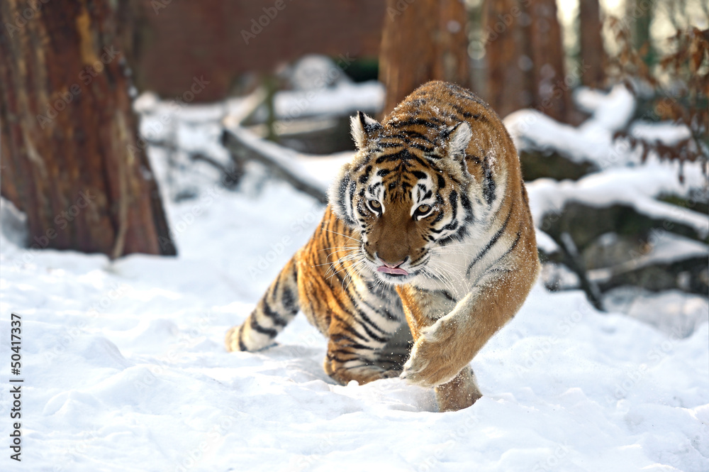 Obraz premium Tiger