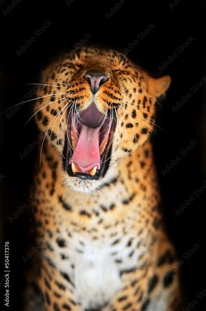 Fototapeta premium Portrait of leopard
