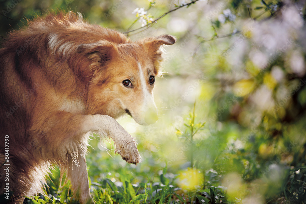Fototapeta premium border collie dog portrait in spring