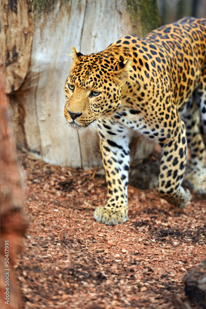 Obraz premium Portrait of leopard