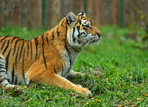Portrait of the Amur tiger