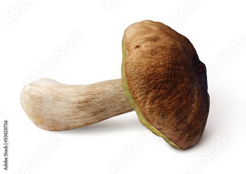 Vászonkép Mushroom on white background