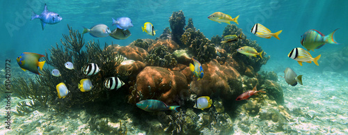 Coral reef underwater panorama with colorful tropical fish, Caribbean sea #50420772