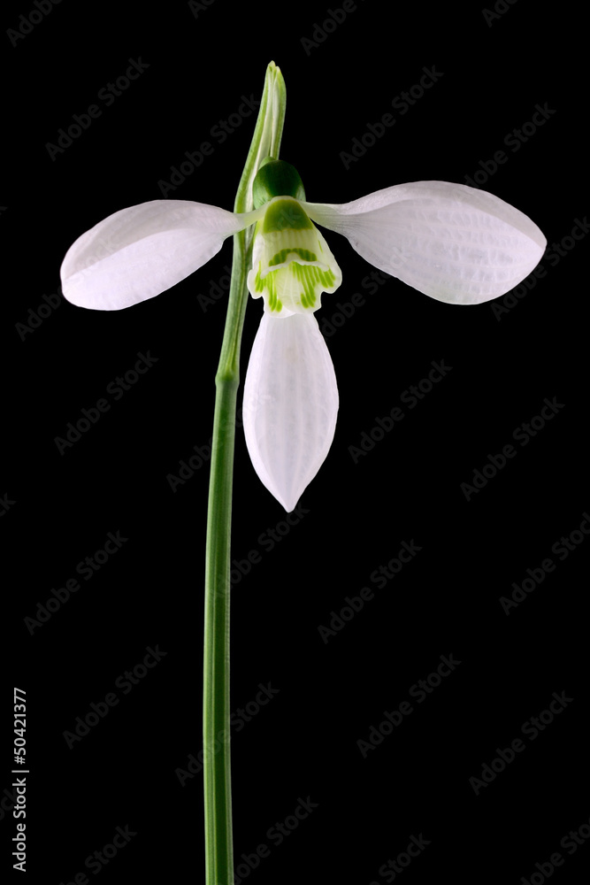 Close-up of snowdrop isolated