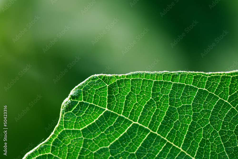 blatt struktur blatt struktur