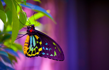 Poster Vlinder Neon vlinder op donkere achtergrond  © oliverroberts