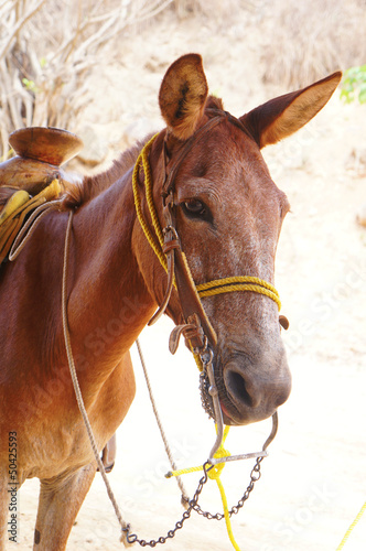 Brown mexican donkey.