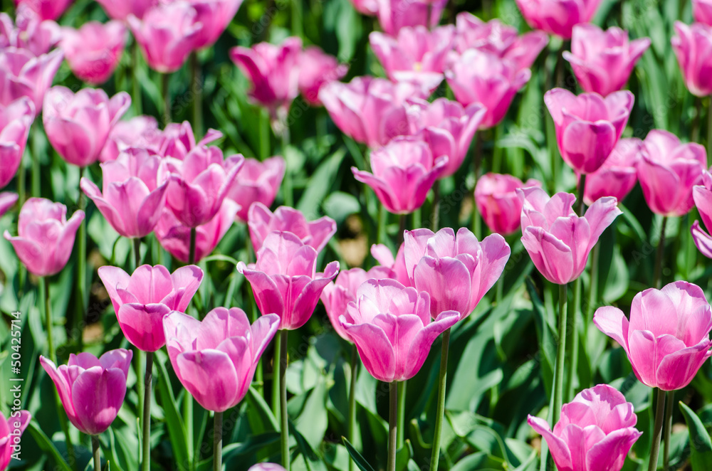 Tulip field on bright summer day Tulip field on bright summer day