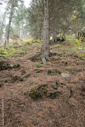 Forest, South Tyrol photo