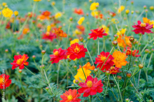 Cosmos flowers