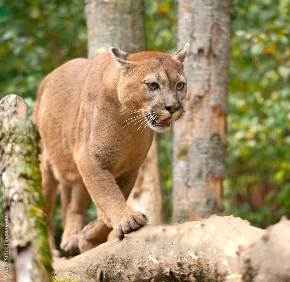 Fototapeta premium Cougar