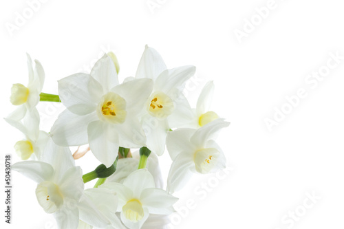 Narcissus flowers