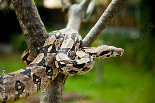 Close up of Columbia boa constrictor.