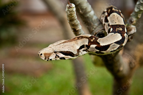 Close up of Columbia boa constrictor.