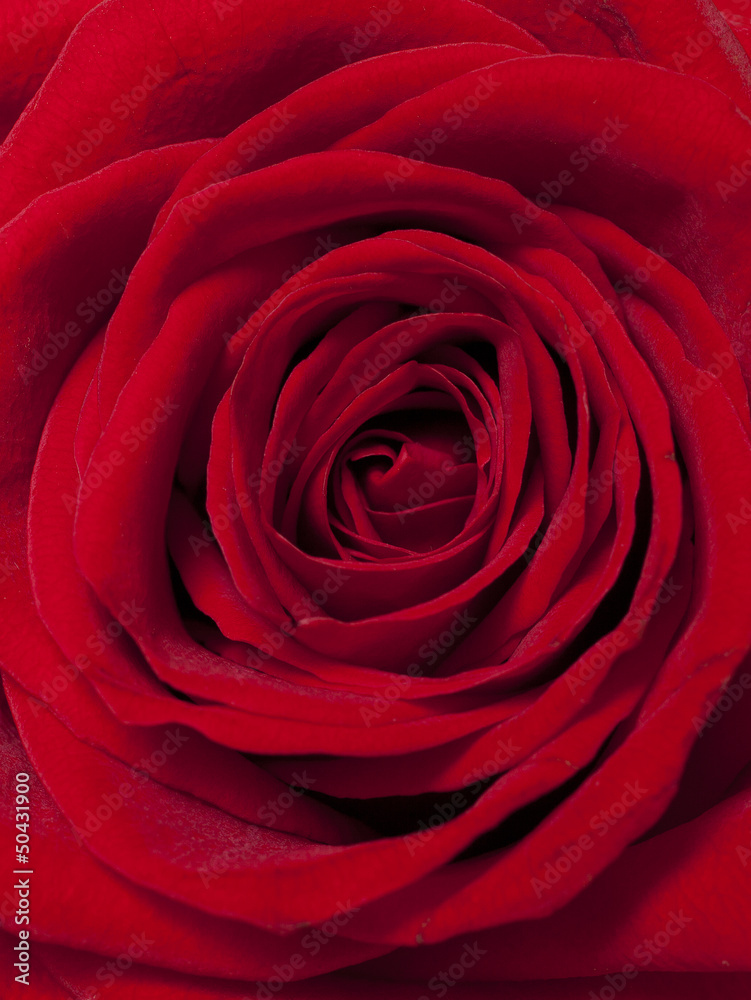 red rose red rose