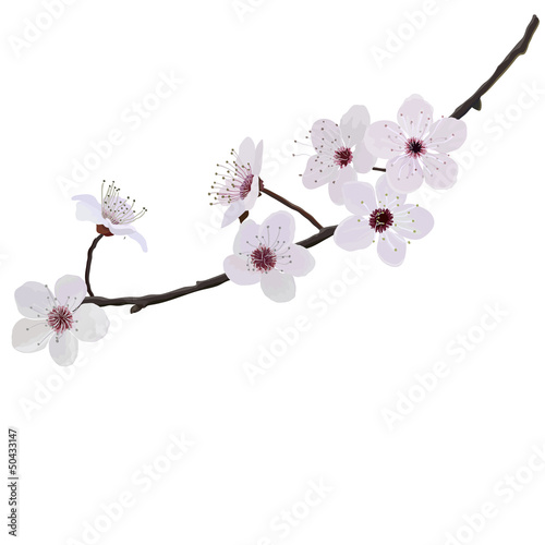 branch with flowers of almond isolated on a white background