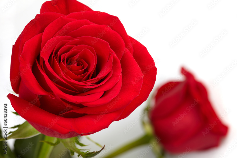 red rose red rose